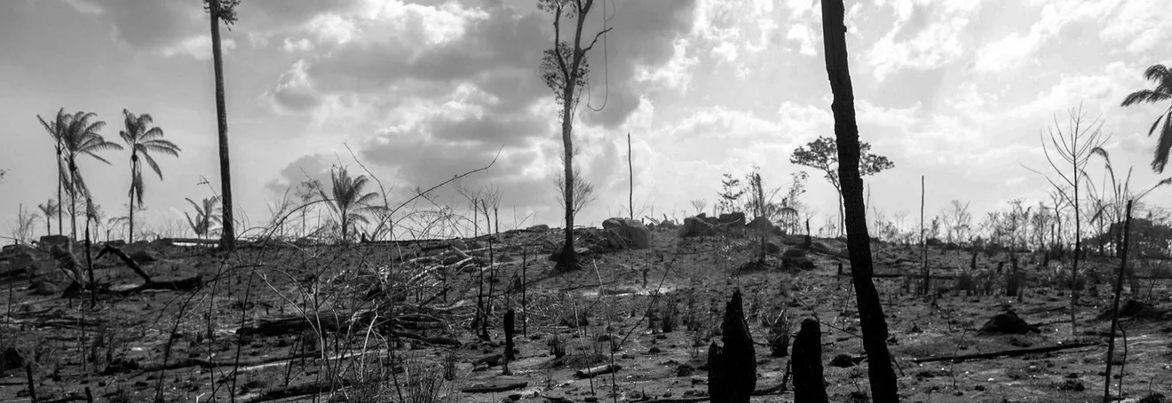 Revolut, WWF και Rainforest Alliance μας βοηθούν να βοηθήσουμε τον Αμαζόνιο